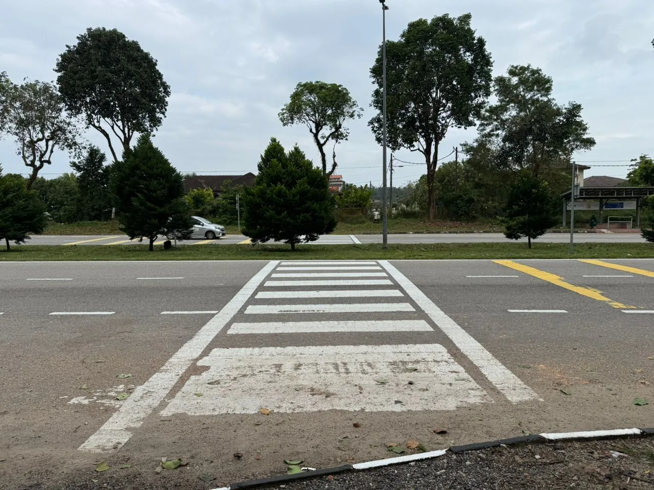Pokok hiasan sebelum dipotong di tengah laluan